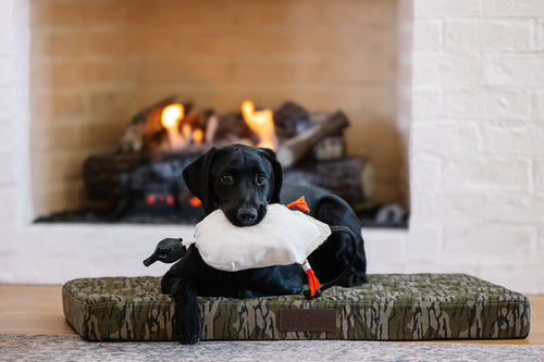 Dog sitting on a camouflage dog bed with a duck toy in front of a fireplace.